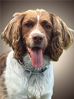 Painted (Charges Apply)